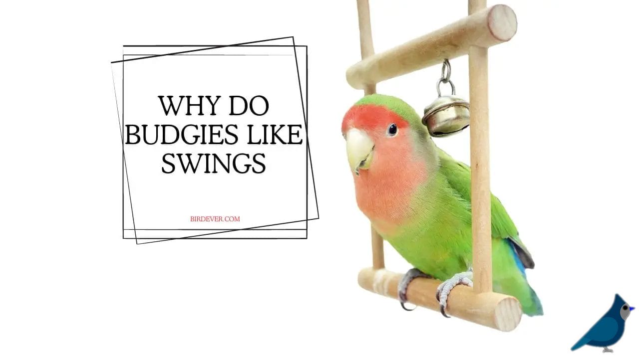 why do budgies like swings