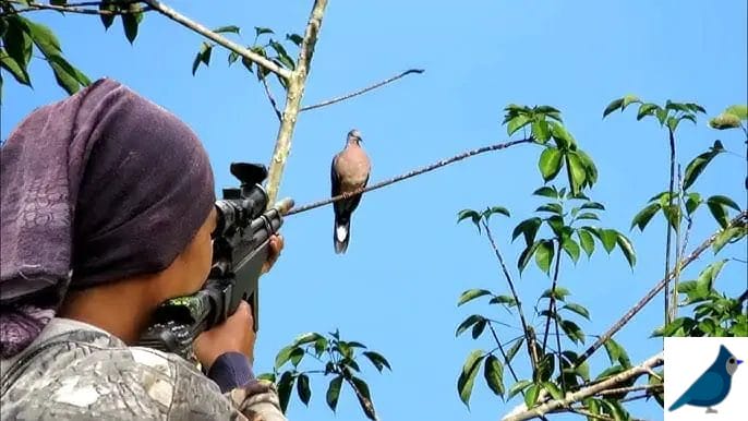Can I Shoot Birds in My Backyard